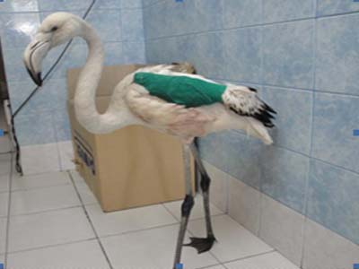 174 άγρια ζώα πυροβολήθηκαν μέσα σε τρεις μήνες